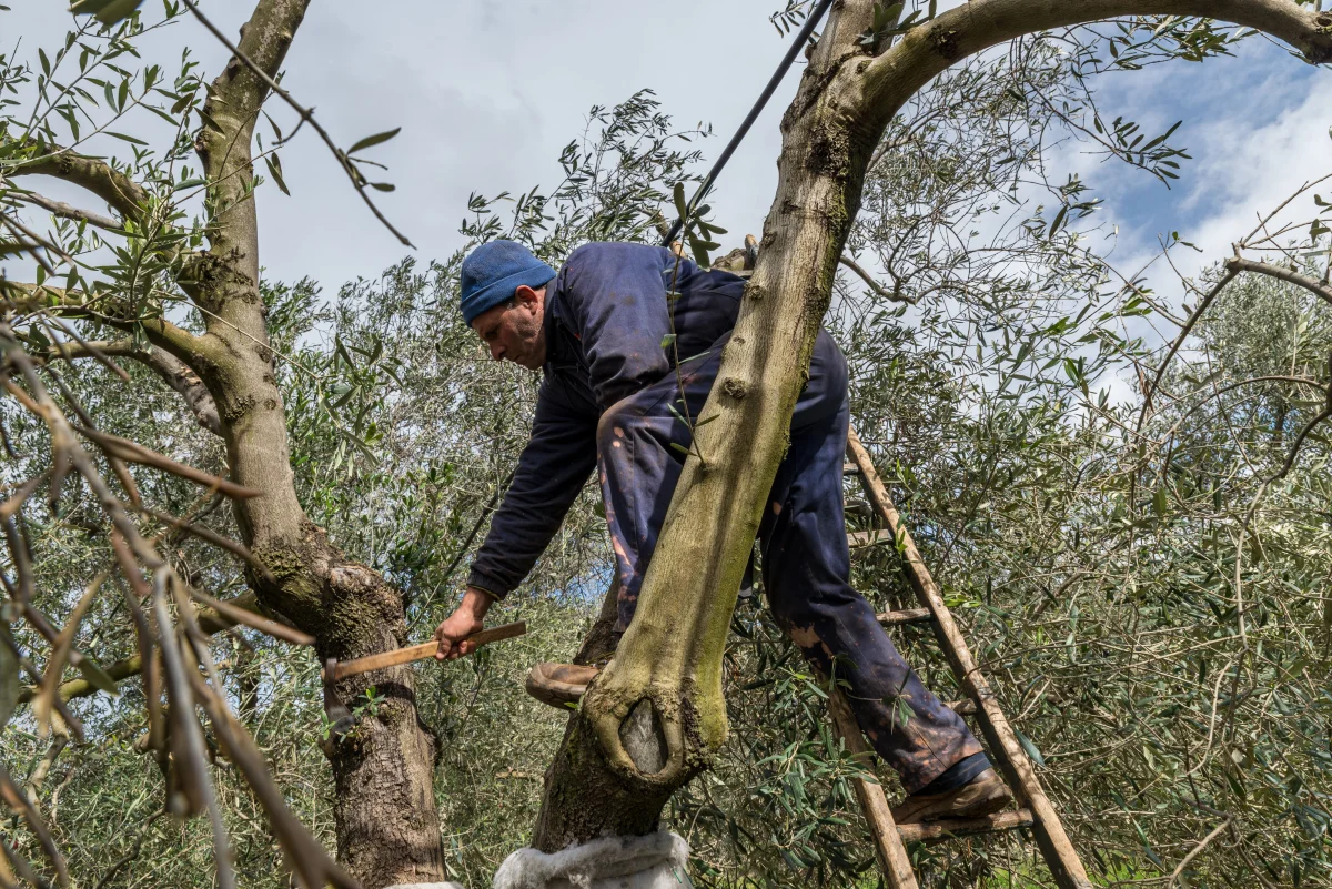 Pruning the olive trees in Puglia, Italy.