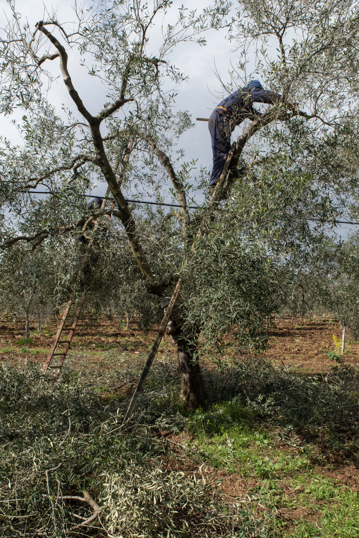 Pruning the olive trees in Puglia, Italy.