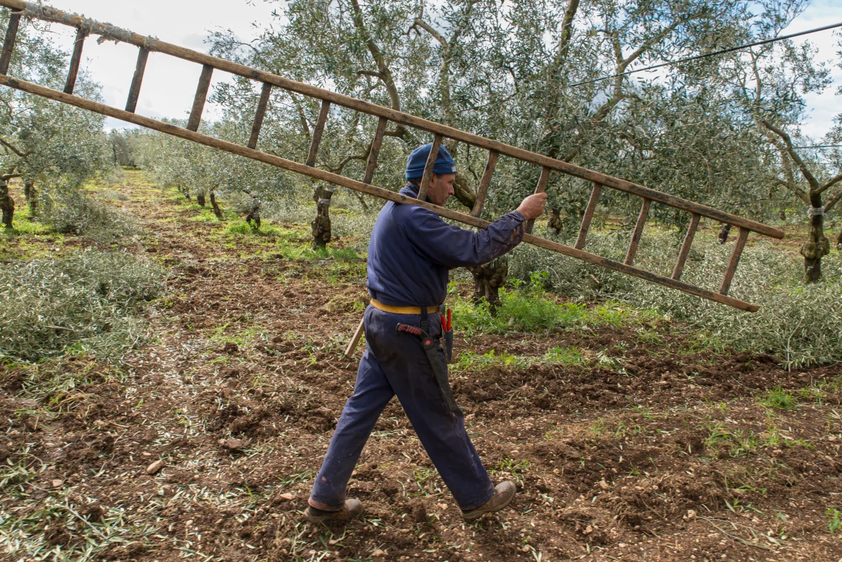 Pruning the olive trees in Puglia, Italy.