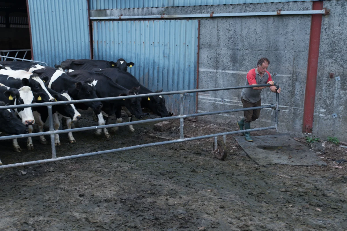 Liam, a farmer takes care of about 80 cows in County Kerry, Ireland.