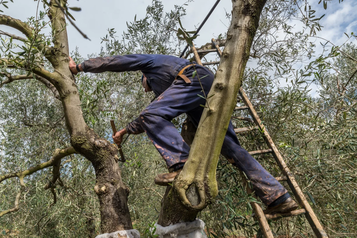 Pruning the olive trees in Puglia, Italy.
