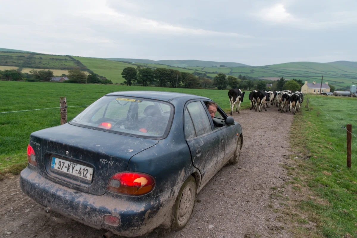 Liam, a farmer takes care of about 80 cows in County Kerry, Ireland.