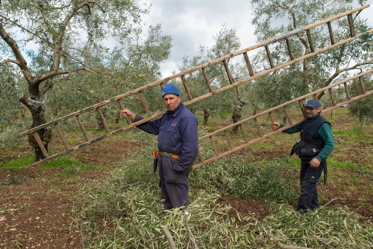Pruning the olive trees in Puglia, Italy.