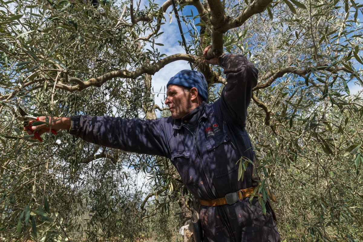 Pruning the olive trees in Puglia, Italy.
