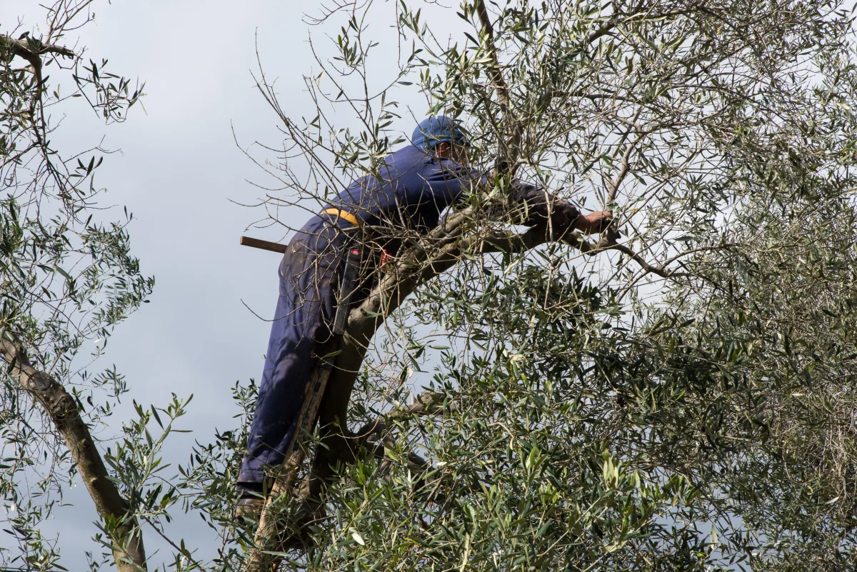Pruning the olive trees in Puglia, Italy.